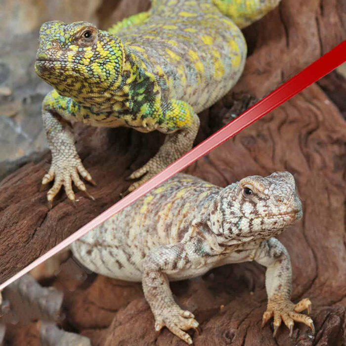 Sub-Adult Ornate Uromastyx Pair #1