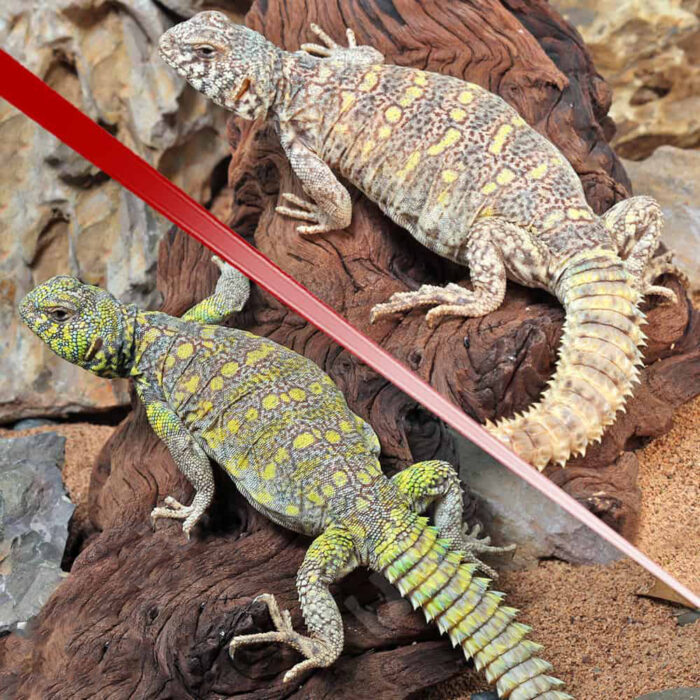 Sub-Adult Ornate Uromastyx Pair #1