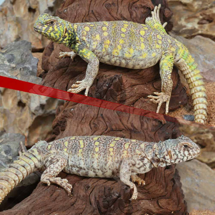 Sub-Adult Ornate Uromastyx Pair #1