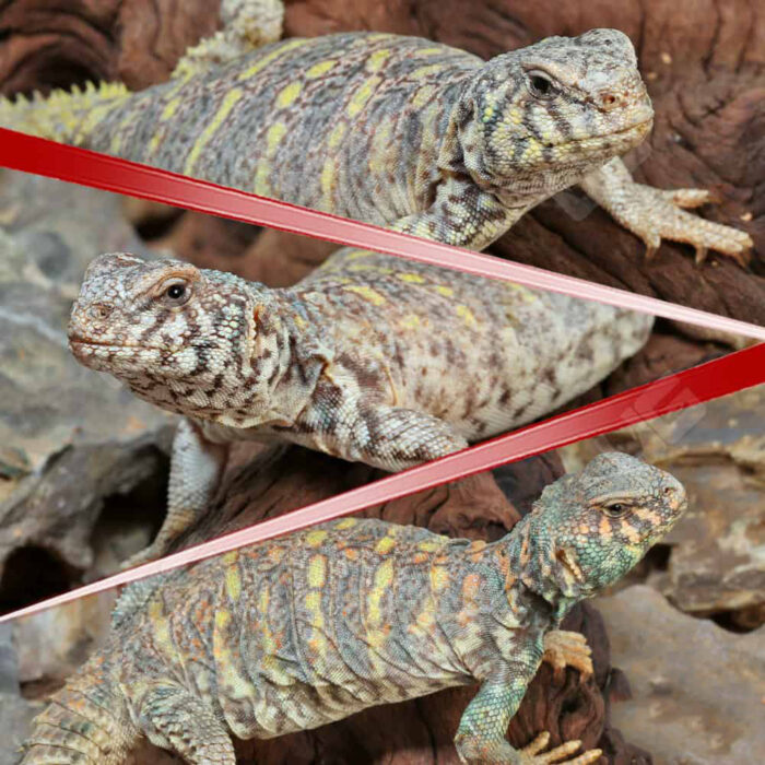 Adult Ornate Uromastyx