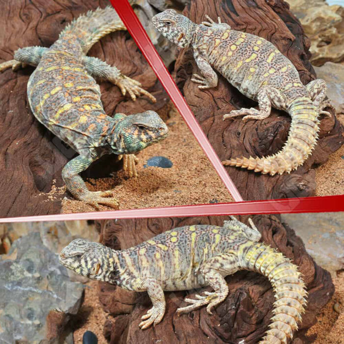 Adult Ornate Uromastyx