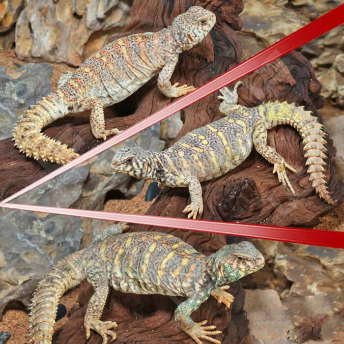 Adult Ornate Uromastyx