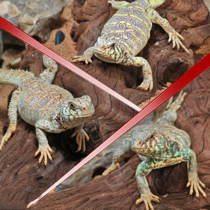 Adult Ornate Uromastyx