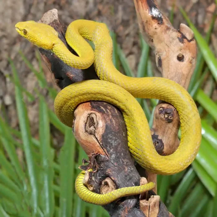 Yellow Wetar Island Pit Viper