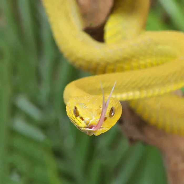 Yellow Wetar Island Pit Viper