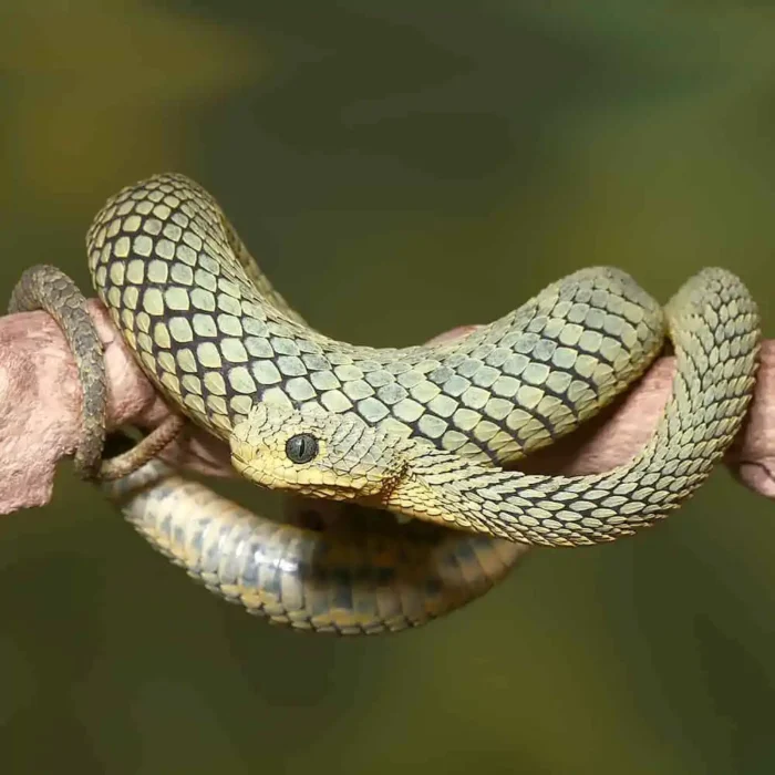 Adult Cool Green Squamigera Bush Viper