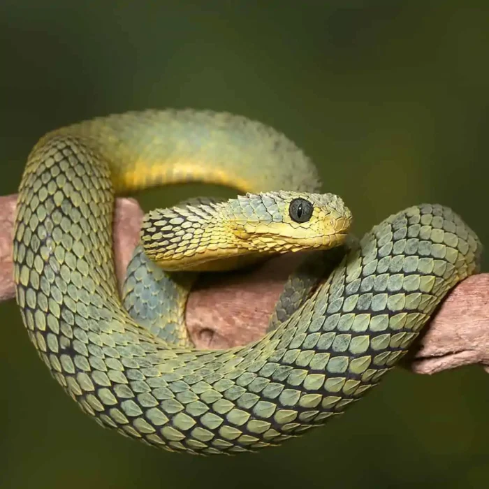 Adult Cool Green Squamigera Bush Viper