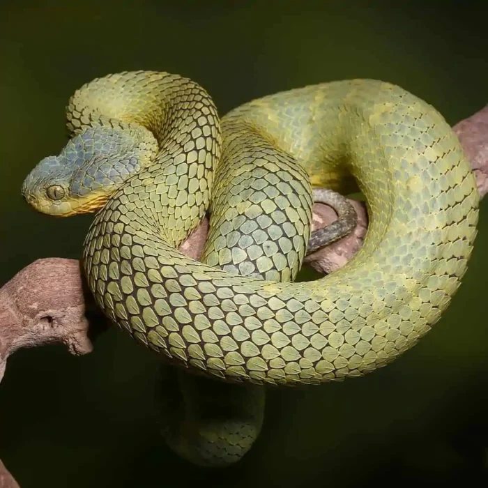 Adult Female Blue Crown Green Squamigera Bush Viper