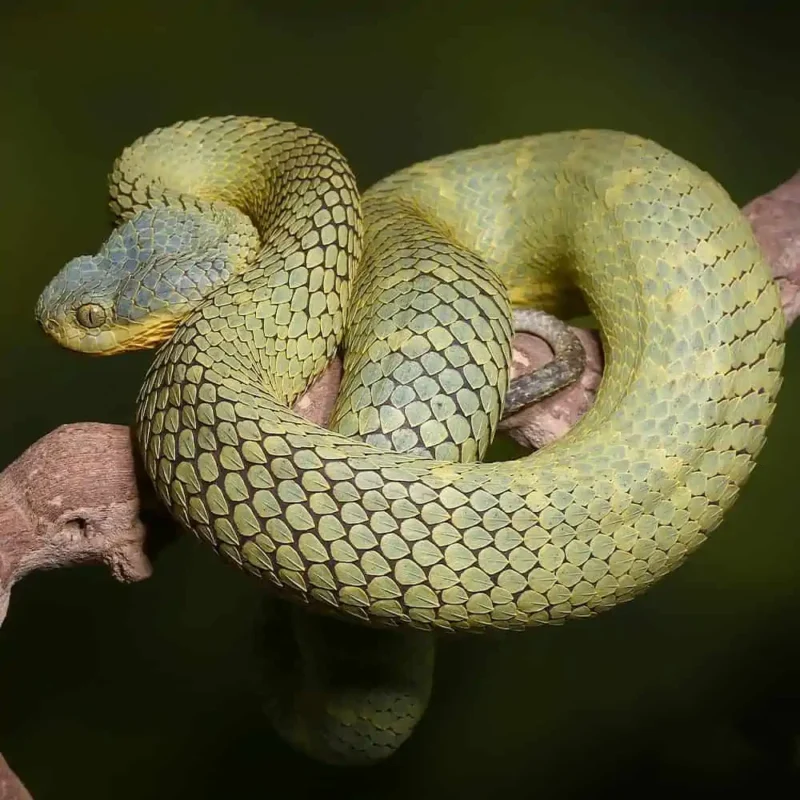 Adult Female Blue Crown Green Squamigera Bush Viper