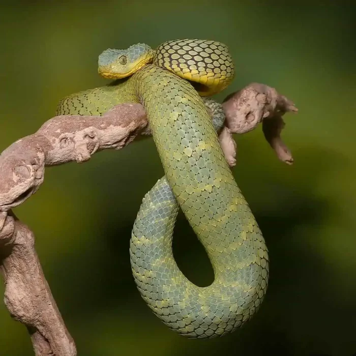 Adult Female Blue Crown Green Squamigera Bush Viper