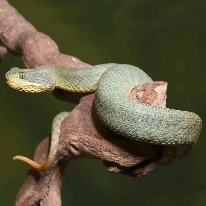 Adult Green Patternless Squamigera Bush Viper