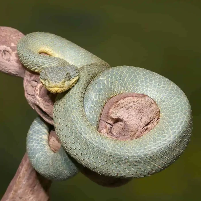Adult Green Patternless Squamigera Bush Viper