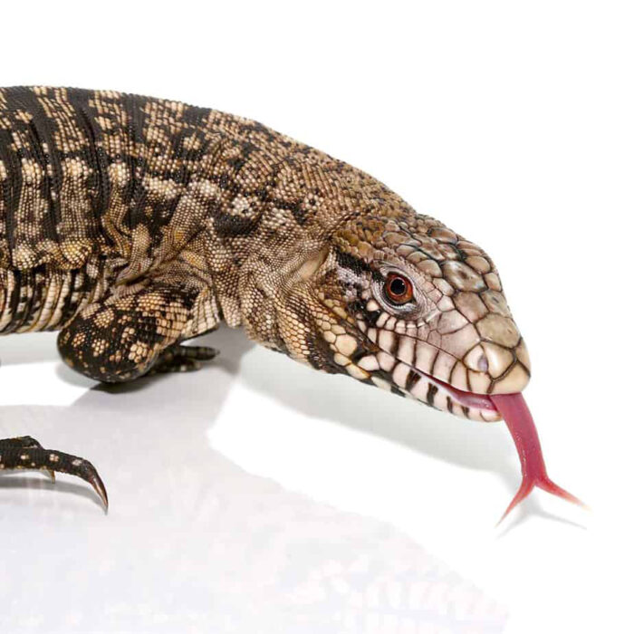 Adult Male Argentine Black and White Tegu