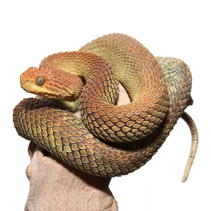 Adult Male Red And Green Patternless Squamigera Bush Viper