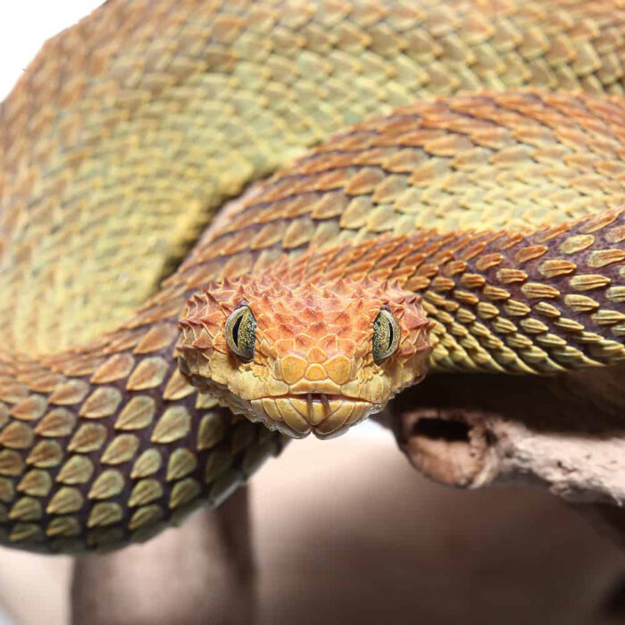 Adult Male Red And Green Patternless Squamigera Bush Viper