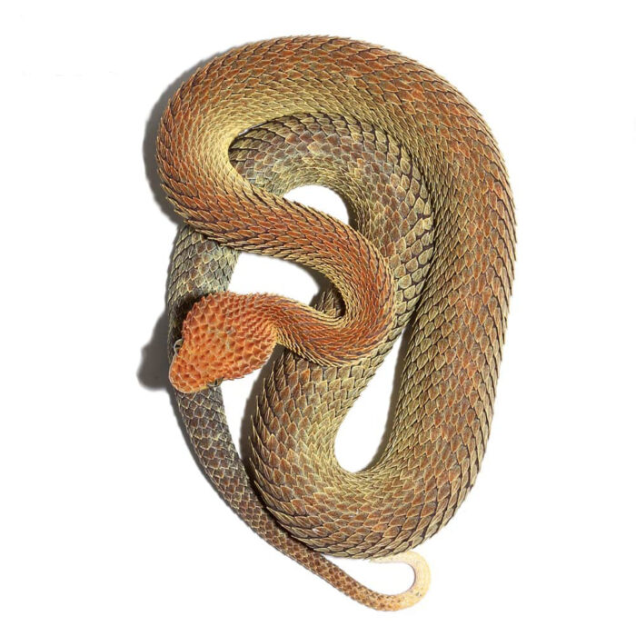 Adult Male Red And Green Patternless Squamigera Bush Viper