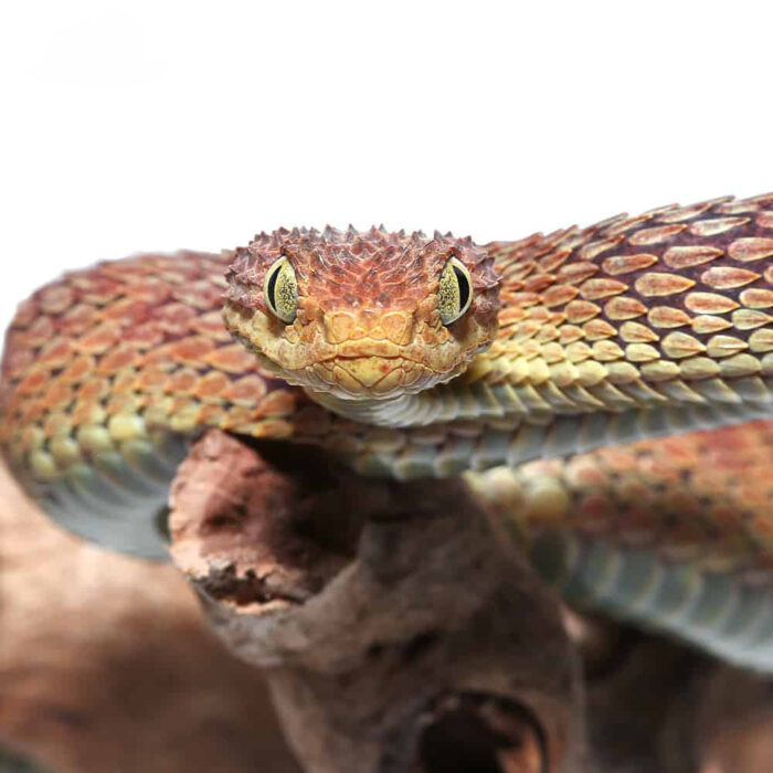 Adult Male Red Squamigera Bush Viper