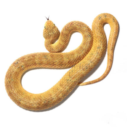 Adult Male Yellow Squamigera Bush Viper