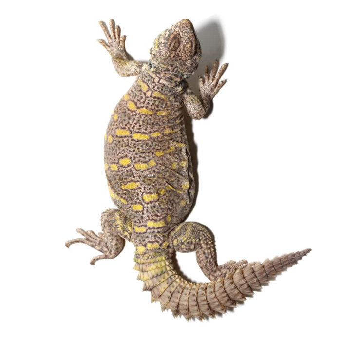 Juvenile Ornate Uromastyx