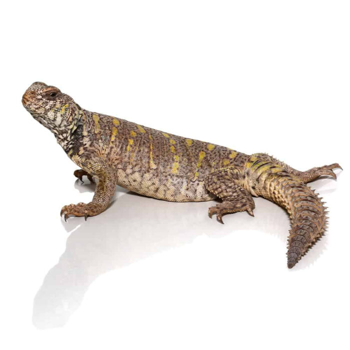 Juvenile Ornate Uromastyx