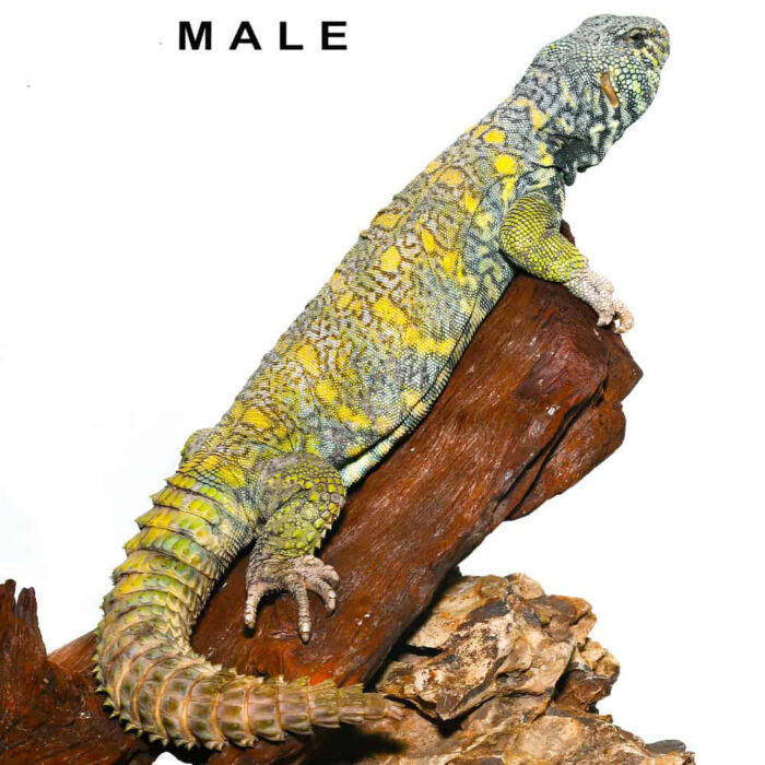 Adult Ornate Uromastyx Pair #1