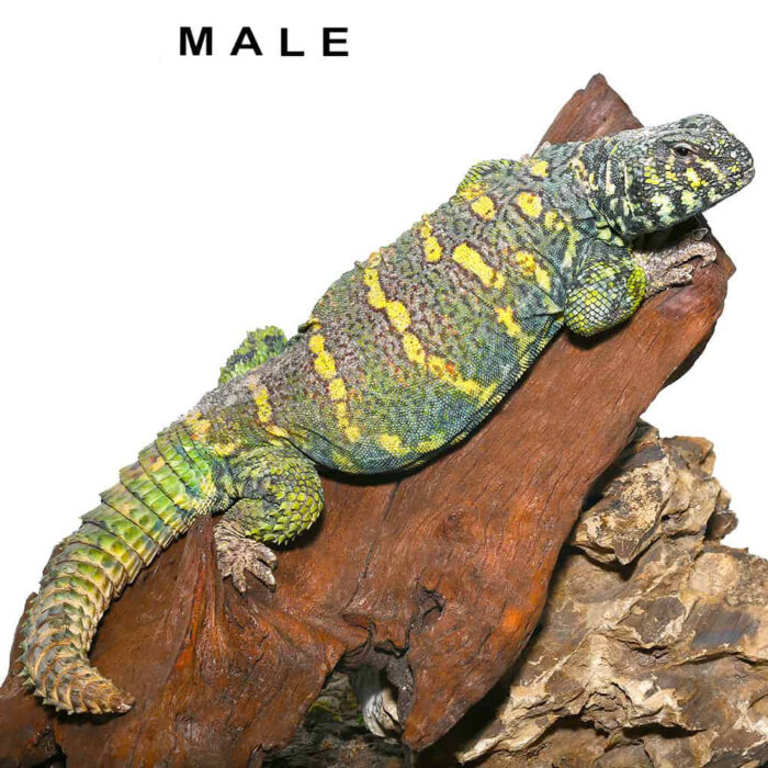 Adult Ornate Uromastyx Pair #2