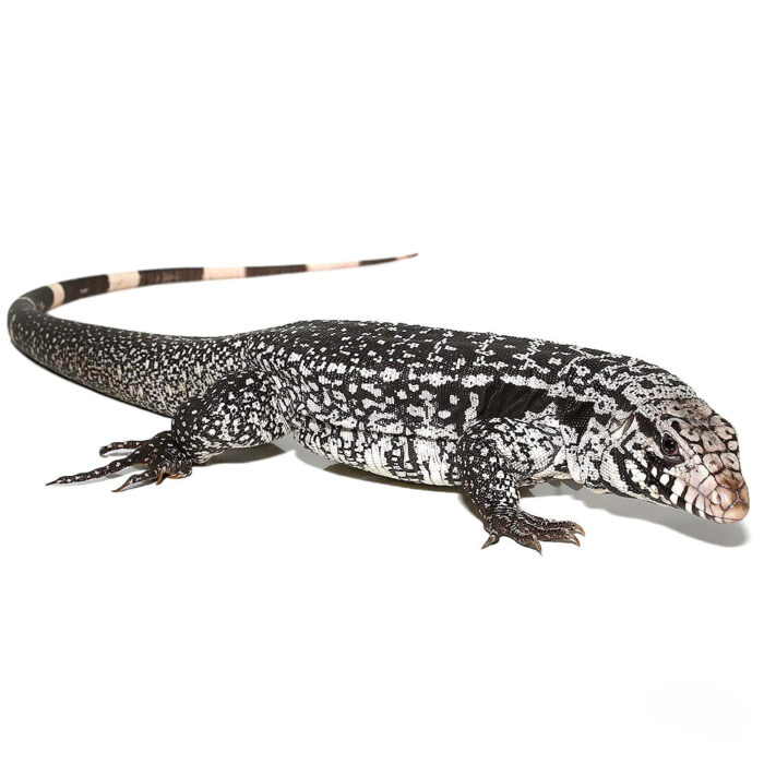 Anery Snowmaker Tegu