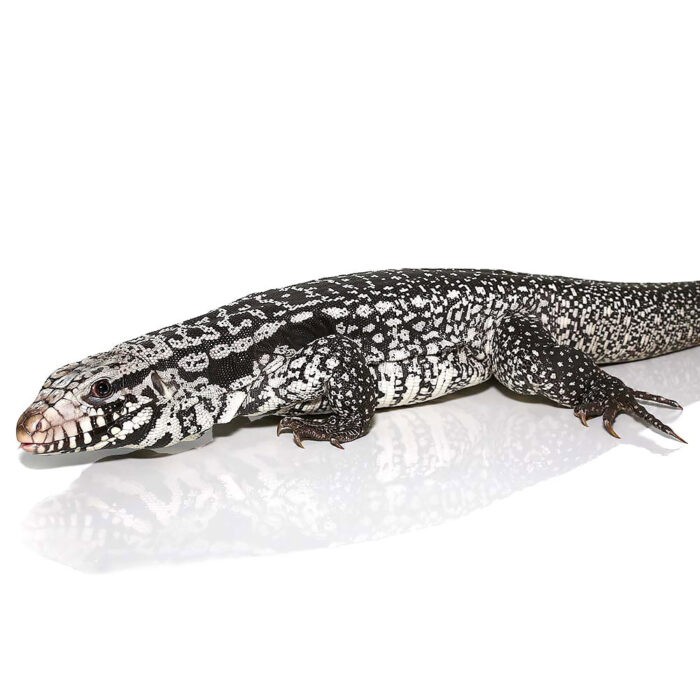 Anery Snowmaker Tegu