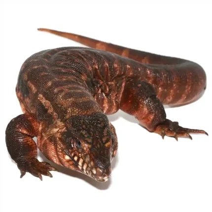 Female Argentine Red Tegu