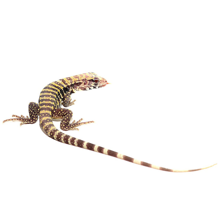 Baby Albino Blue Tegu