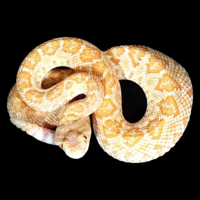 Baby Albino Het Scaleless Western Diamondback Rattlesnake