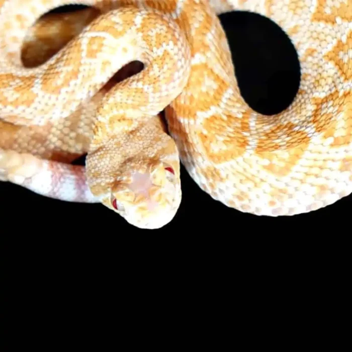 Baby Albino Het Scaleless Western Diamondback Rattlesnake