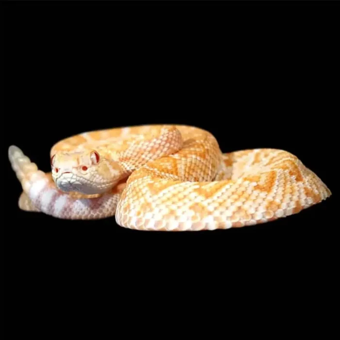 Baby Albino Het Scaleless Western Diamondback Rattlesnake