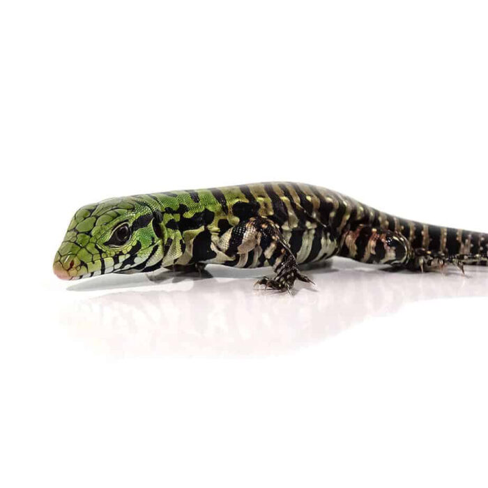 Baby Argentine Black and White Tegu