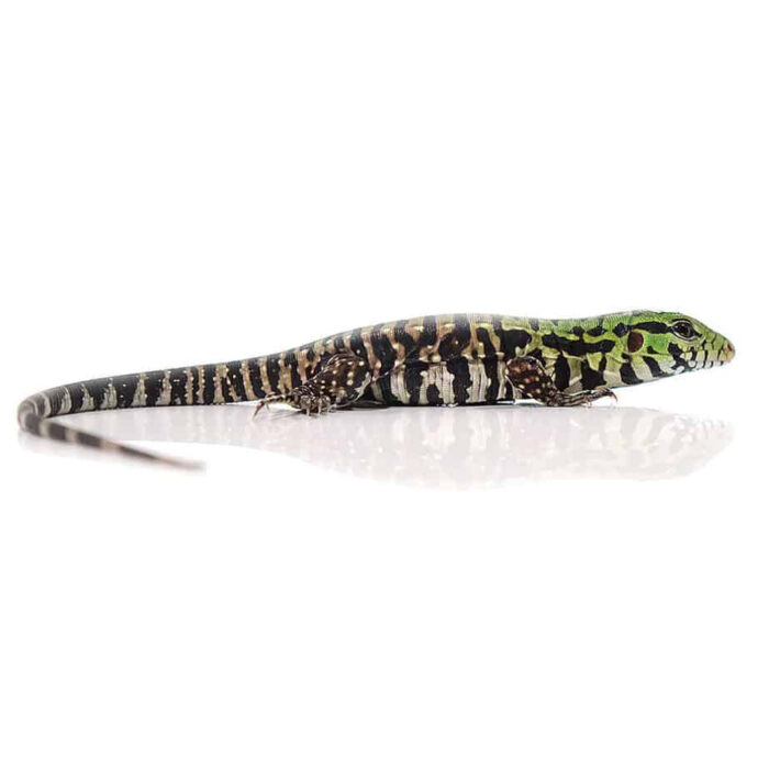 Baby Argentine Black and White Tegu