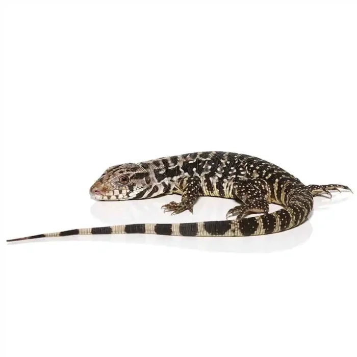 B Grade Yearling Black Flame Tegu