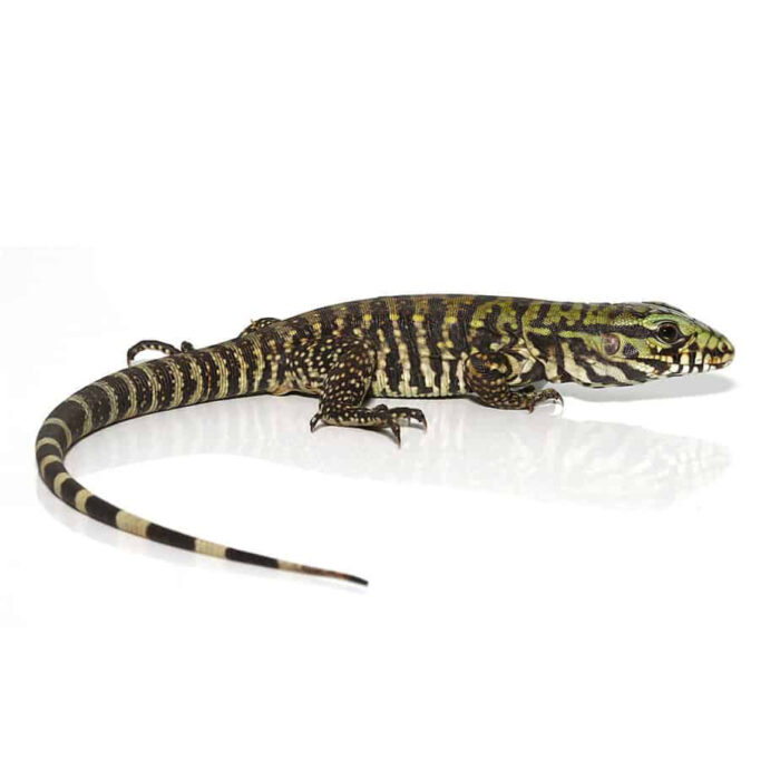 Baby Bruiser Tegu