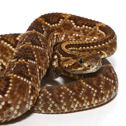 Baby Cascabel Rattlesnake