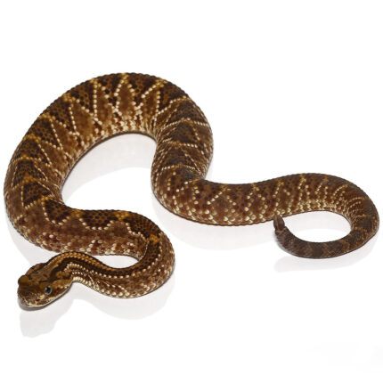Baby Cascabel Rattlesnake