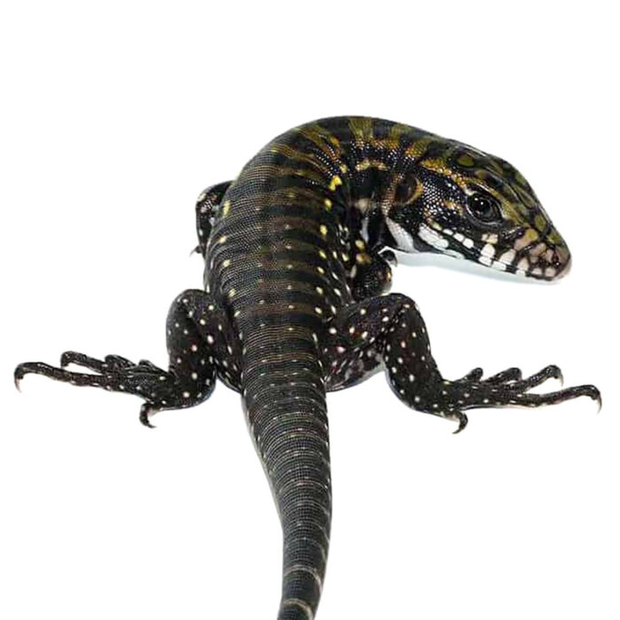 Baby Deep Purple Tegu