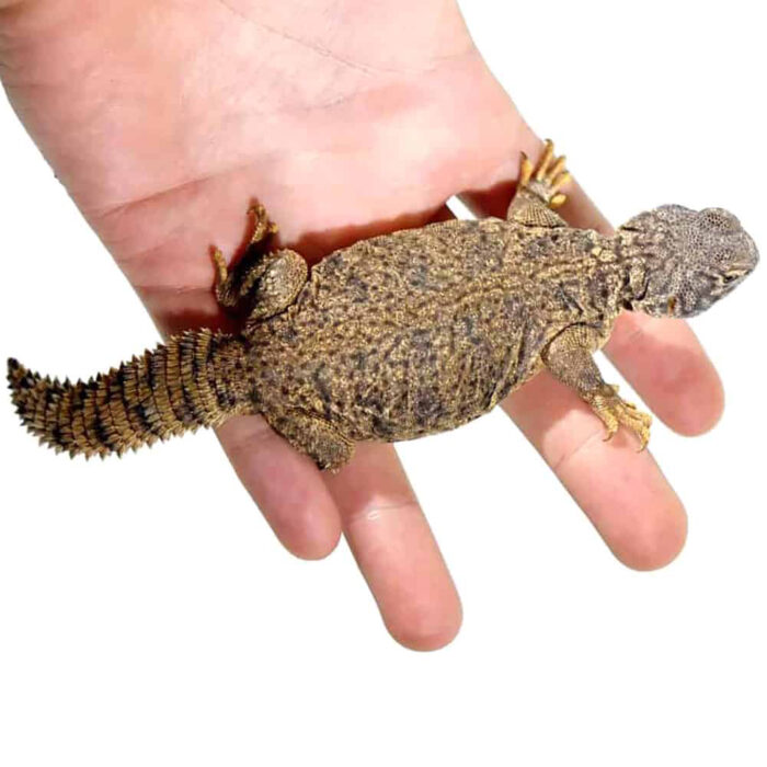 Baby Dispar Uromastyx