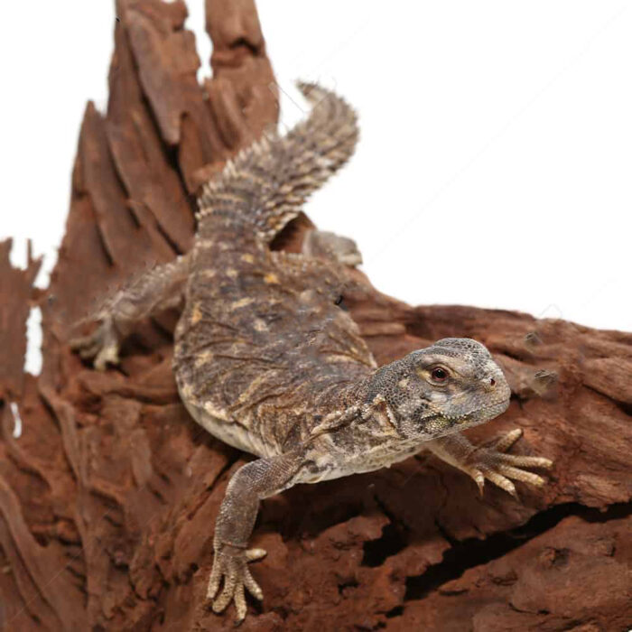 Baby Egyptian Uromastyx