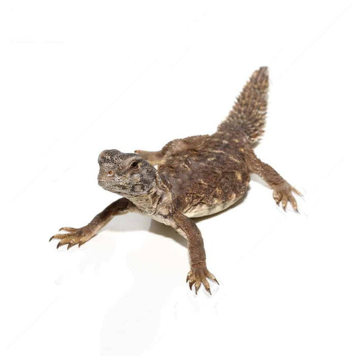 Baby Egyptian Uromastyx