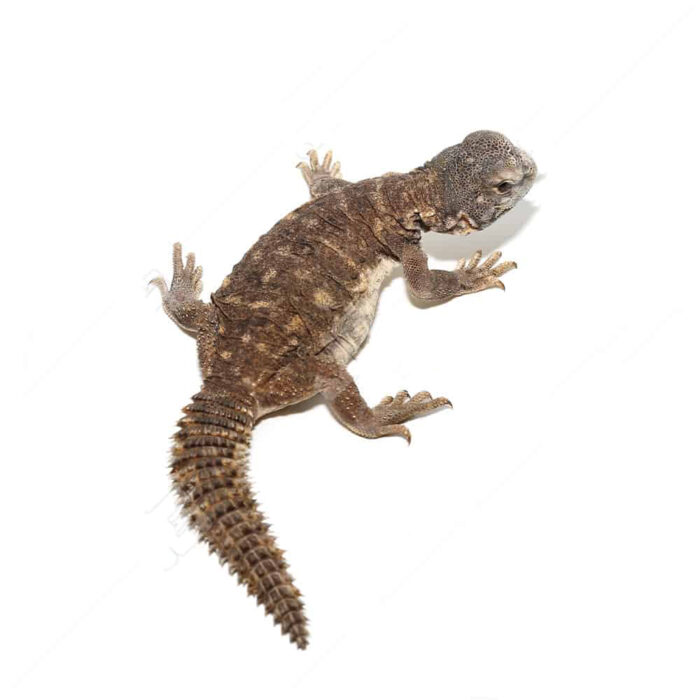 Baby Egyptian Uromastyx