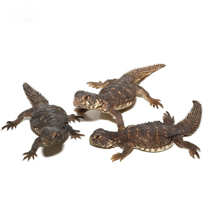 Baby Egyptian Uromastyx Trio #1