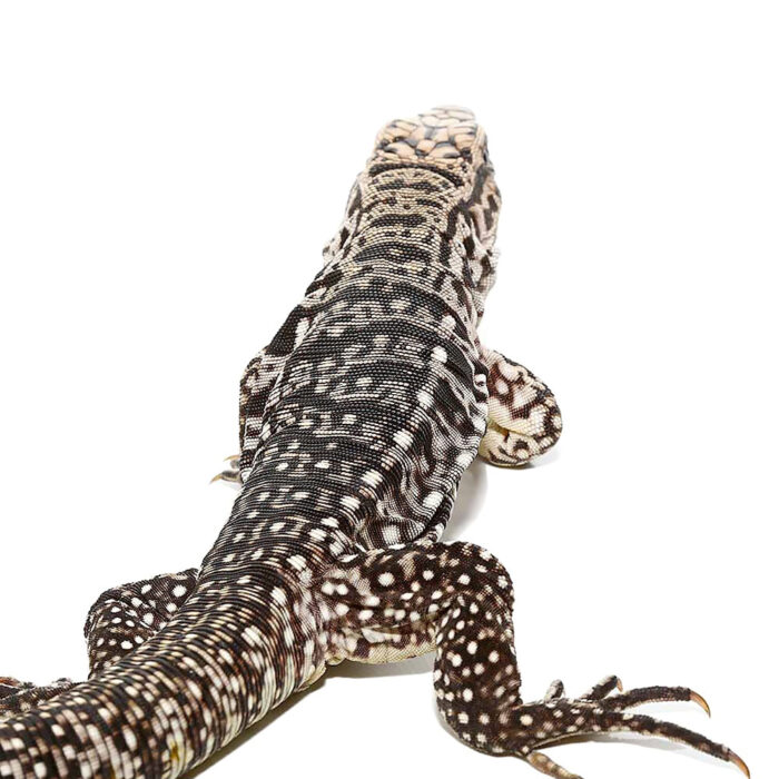 Baby Ice Tegu