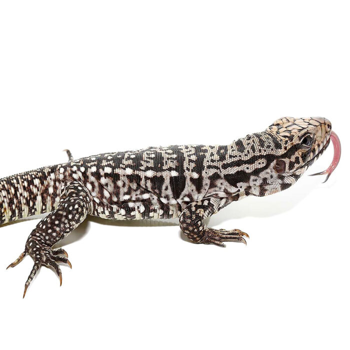 Baby Ice Tegu