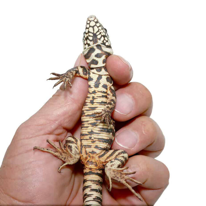 Baby Merica Tegu