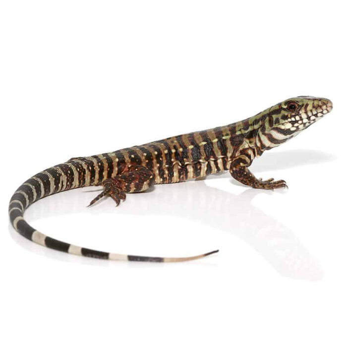 Baby Merica Tegu