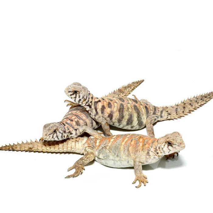 Baby Ornate Uromastyx Trio #1